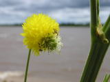 Flower in the Pantanal 10