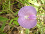Flower in the Pantanal 11