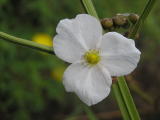 Flower in the Pantanal 14