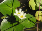 Flower in the Pantanal 18