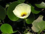 Flower in the Pantanal 19
