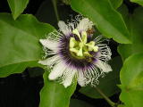 Flower in the Pantanal 87