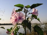 Flower in the Pantanal 23