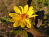 Flower in the Pantanal 28