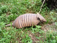 Armadillo caught by indigenous men in the Pantanal