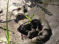 Footprints of a large cat in the Pantanal