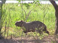 Carpincho of the Pantanal