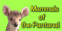 Thumbnails of mammals of the Pantanal
