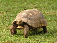 Red-footed Tortoise in the Pantanal