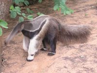Giant Anteater in the Pantanal