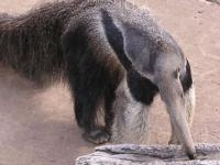 Giant Anteater in a zoo