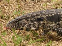 A big lizard in the Pantanal