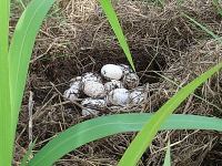 Eggs of Yacare Caiman in the Pantanal