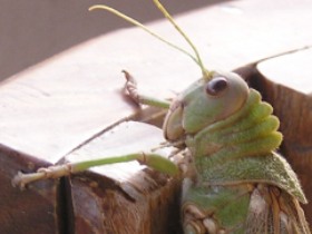 grasshopper 01