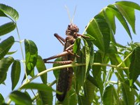 Grasshopper of the Pantanal 01
