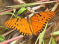 Butterfly of the Pantanal 00