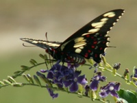 butterfly 11