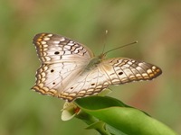 Butterfly of the Pantanal 10