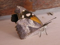 Butterfly of the Pantanal 12