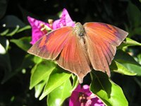 Butterfly of the Pantanal 13