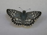 Butterfly of the Pantanal 14