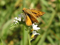 Butterfly of the Pantanal 20