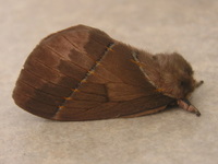 Moth of the Pantanal 00
