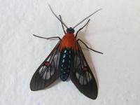 Moth of the Pantanal 01