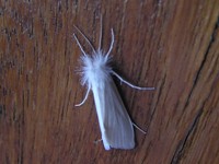 Moth of the Pantanal 02