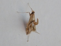moth 04