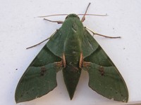 Moth of the Pantanal 04