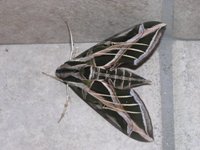 Moth of the Pantanal 05