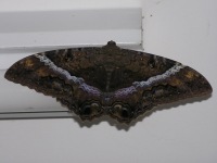 Moth of the Pantanal 06
