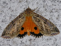 Moth of the Pantanal 07