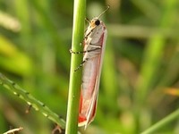 Moth of the Pantanal 08