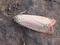 Moth of the Pantanal 09