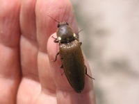 beetle 05