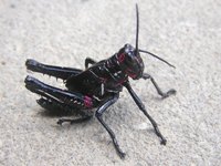 Black locust of the Pantanal
