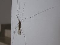 パンタナールの肢の長い蚊