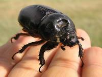Beetle of the Pantanal 00