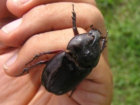Beetle of the Pantanal 01