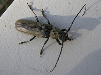 beetle 04