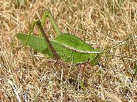 Grasshopper of the Pantanal 00
