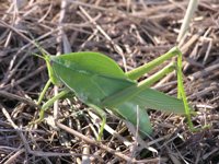 Grasshopper of the Pantanal 01