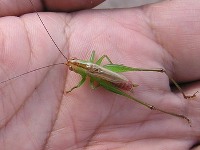 Locust with very long antennas