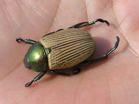 beetle 06