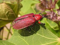 beetle 03