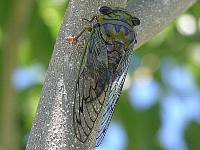 Cicada of the Pantanal 00