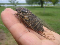 Cicada of the Pantanal 02