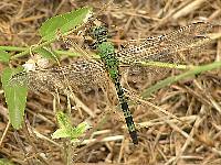 Dragonfly of the Pantanal 00